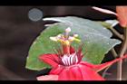 豔紅西番蓮-花12.jpg