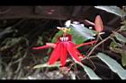 豔紅西番蓮-花14.jpg