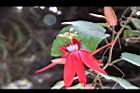 豔紅西番蓮-花15.jpg