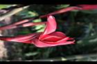 豔紅西番蓮-花苞6.jpg