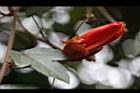 豔紅西番蓮-花苞7.jpg