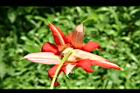 豔紅西番蓮-花萼1.jpg