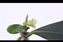 象牙樹-雄花03.jpg