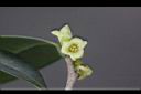 象牙樹-雄花13.jpg