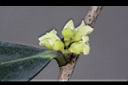 象牙樹-雄花18.jpg