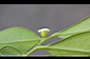 象牙樹-雌花1.jpg