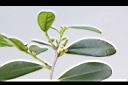 象牙樹-雌花4.jpg