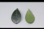 象牙樹-葉1.jpg