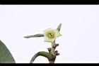 象牙樹-雄花04.jpg