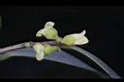 象牙樹-雄花06.jpg