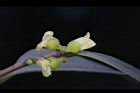 象牙樹-雄花09.jpg