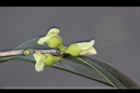 象牙樹-雄花16.jpg
