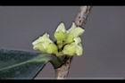 象牙樹-雄花17.jpg