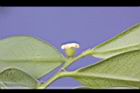 象牙樹-雌花0.jpg