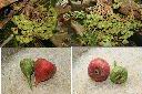 象耳榕-果托-雌1.jpg
