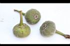 象耳榕-果托-雄12.JPG