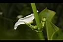 象耳澤瀉-花00.JPG