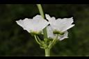 象耳澤瀉-花04.JPG