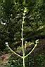 象耳澤瀉-花序00.JPG