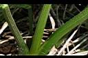 象耳澤瀉-葉柄00.JPG