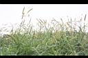 象草-花序12.JPG