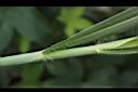 象草-葉鞘毛01.JPG