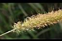 象草-雄花08.JPG