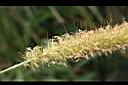 象草-雄花09.JPG
