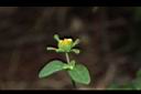 豨薟-花07.JPG