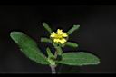 豨薟-花08.JPG