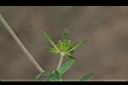 豨薟-花萼00.JPG