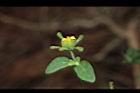 豨薟-花09.JPG