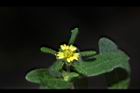 豨薟-花16.JPG
