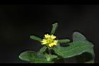 豨薟-花18.JPG