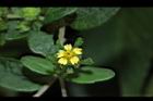 豨薟-花20.JPG