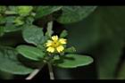 豨薟-花21.JPG