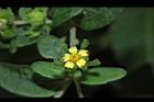 豨薟-花22.JPG