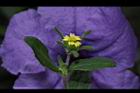 豨薟-花23.JPG