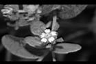 豨薟-花24.JPG