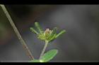 豨薟-花萼01.JPG