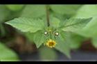 鬼針草-花00.jpg