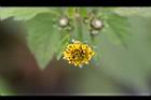 鬼針草-花01.jpg