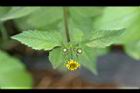 鬼針草-花02.jpg