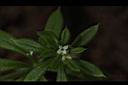 豬殃殃-花50.JPG