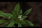 豬殃殃-花07.JPG
