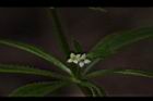 豬殃殃-花46.JPG