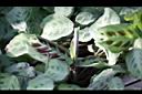 豹紋竹芋-幼葉1.jpg