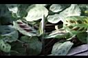 豹紋竹芋-幼葉3.jpg
