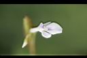 豹紋竹芋-花00.jpg