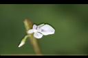 豹紋竹芋-花03.jpg